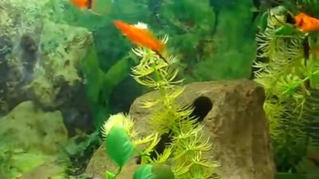 Меченосец чернохвостый (Xiphophorus hellerii var ) смотреть онлайн