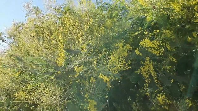 Зимуем у моря. Цветёт Мимоза, Киви созрело в Лазаревском смотреть онлайн