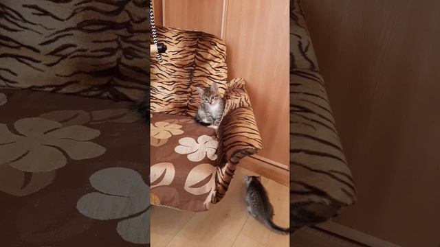 Анатолийская порода (турецкая ангора). Кошка. Рождение: 26.06.2023