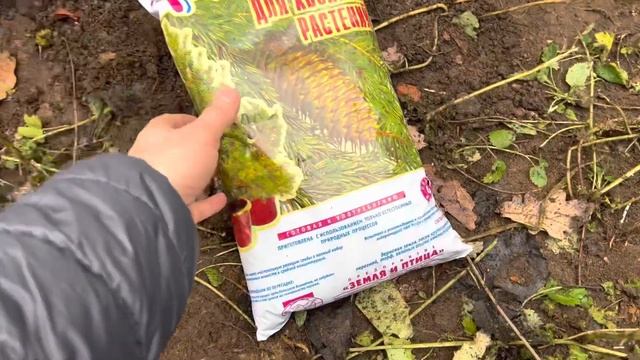 Как посадить сосну смотреть онлайн