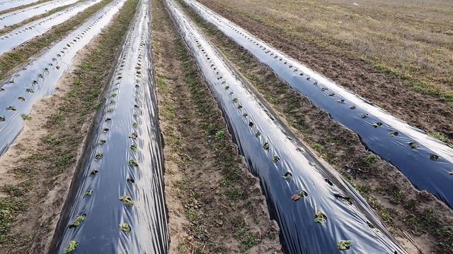 С чего начинается клубника в открытом грунте. смотреть онлайн