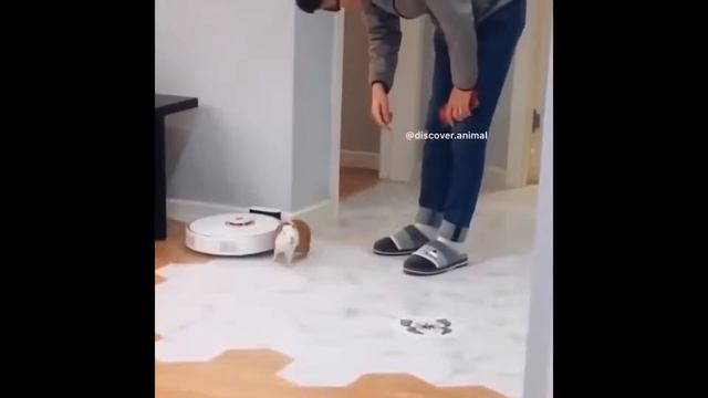 Животные для детей. Забавные и милые зверьки #2 смотреть онлайн