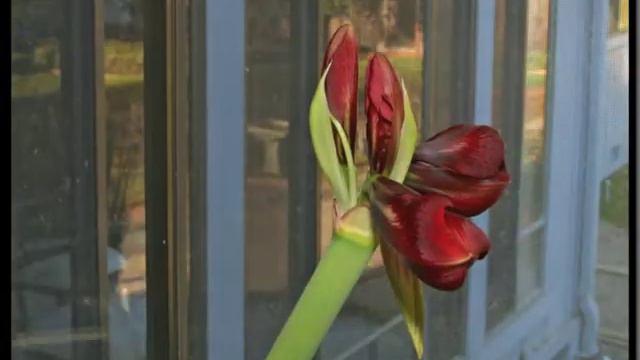 Amaryllis Timelapse ~ 6 days in 60 seconds! смотреть онлайн