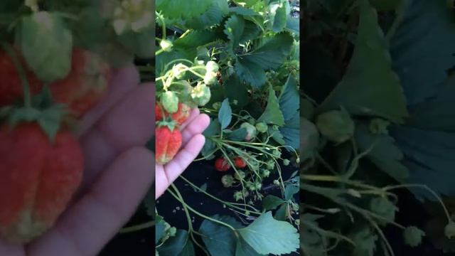 Урожайность сорта клубники Кардинал