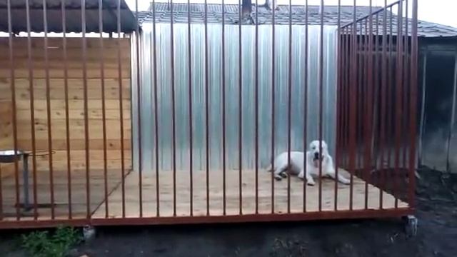 Вольер для собаки Алабай ! смотреть онлайн