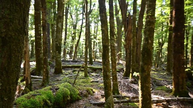 Taking my Nikon Z6 for a walk in Lord of The Rings country смотреть онлайн