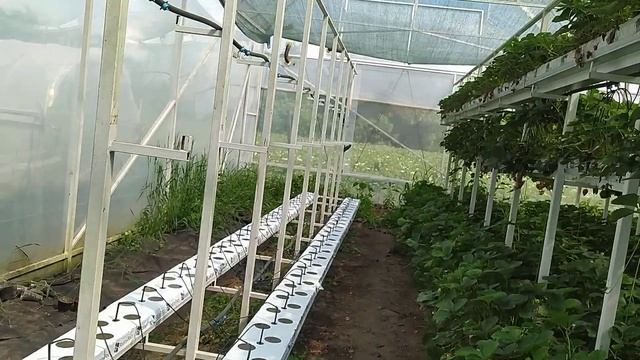 модернизация малообьемки,рассада в минеральной вате смотреть онлайн