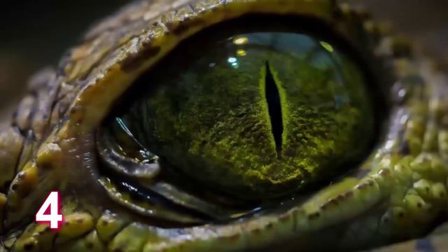 ТОП 5 САМЫХ БЕЗОБИДНЫХ МОНСТРОВ смотреть онлайн