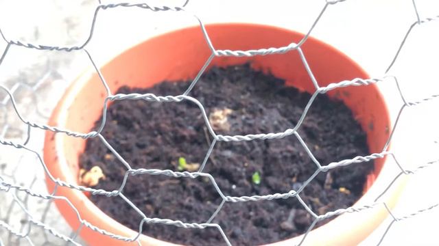 Broken pilea plant rooted in water in a week смотреть онлайн