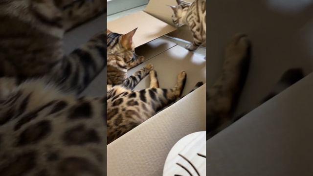 РАСПАКОВА 📦 Новая когтеточка у бенгалят 🐾😼👏🏼