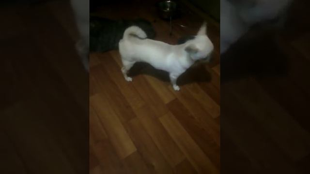 Собака имеет кота смотреть онлайн