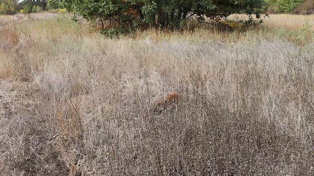 Встреча с Куницей смотреть онлайн