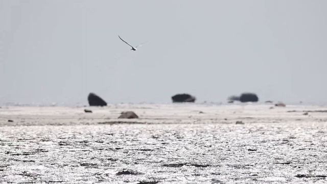 Полярная крачка на охоте смотреть онлайн