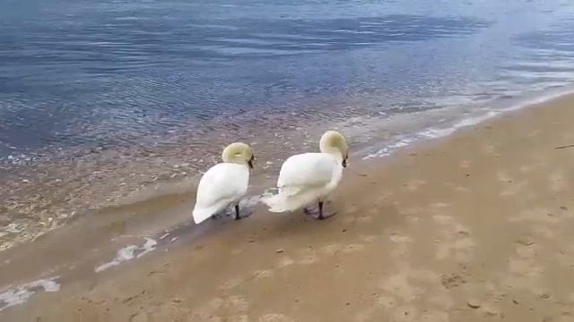 Всех с Летом! На канале Лебединое Озеро! Красивое видео о природе! Белые Лебеди на Рижском Взморье! смотреть онлайн
