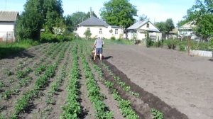 Мотоблок. Как правильно окучивать картофель мотоблоком.