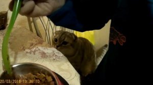 Правильное питание шотландских вислоухих кошек.