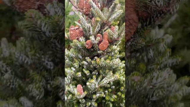 Пихта Сильберлок) продажа в группе телеграмм https://t.me/S76Olga_76 смотреть онлайн