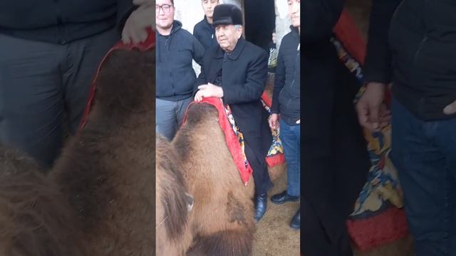 САМАРКАНД ТУЯ СУТИ МИНГ ДАРДГА ДАВО ТЕЛ 90 743 85 98 смотреть онлайн