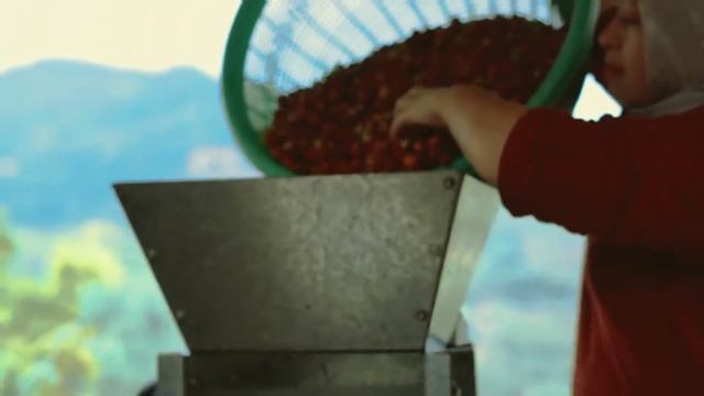 COMPANY PROFILE JAVA HALU COFFEE смотреть онлайн
