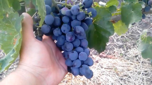 Виноград Гала / Grapes Gala смотреть онлайн