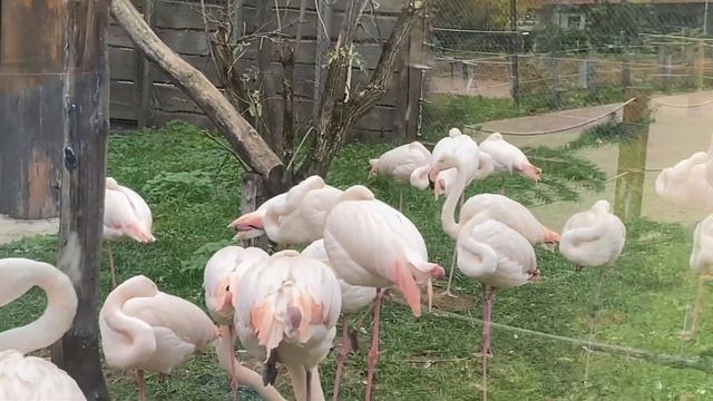 Nyiregyhaza, Nyíregyháza Animal Park / we found CHERNOBYL in Hungary???? смотреть онлайн