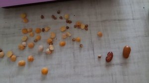 Etnomagazin.ru Как отмерить 0,2 грамма мумие.