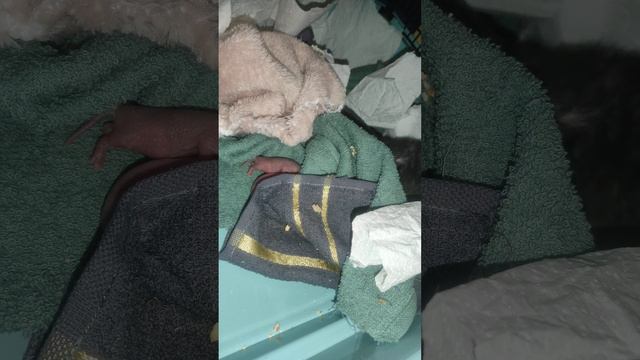 Новорожденные крысы. Первые сутки после рождения крысят. 14.12.2022.