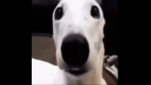 СОБАКА ДРОЖИТ смотреть онлайн