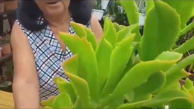 Echeveria Gigantea (Gibbiflora) смотреть онлайн