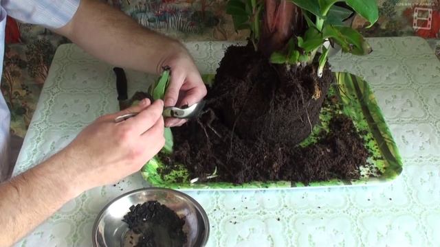Пересадка комнатного банана. Как отделить отростки (детки) от банана? смотреть онлайн