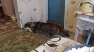 Лабрадор- аляскинский маламут поет песни.