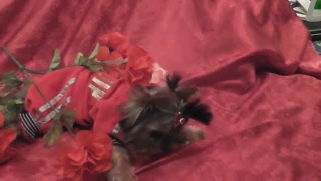 ЭЛИТНЫЕ КУКОЛЬНЫЕ ЙОРКИ. CАЙТ  MARIYA-YORKSHIRETERR.NAROD.RU