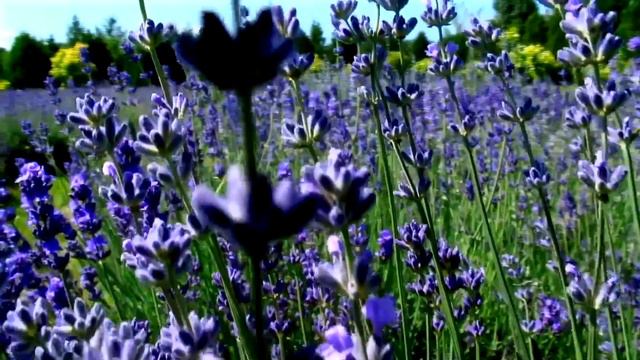 Take 15 Minutes for Meditation With Beautiful Lavender, Soothing Classical Music | Beautiful Sounds смотреть онлайн