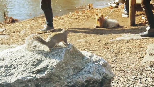 Нью Йорк. Apple Store. "КЯВВМ". Центральный Парк. Часть 3-я смотреть онлайн