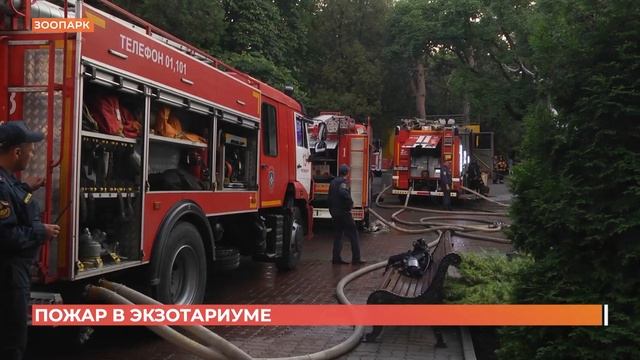 Пожар в ростовском зоопарке: животные и фонд музея не пострадали смотреть онлайн