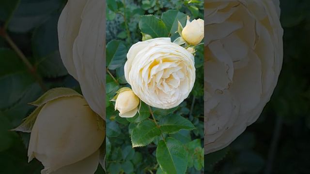 Роза Артемис идет на второе цветение ,она еще малышка посажена осенью смотреть онлайн