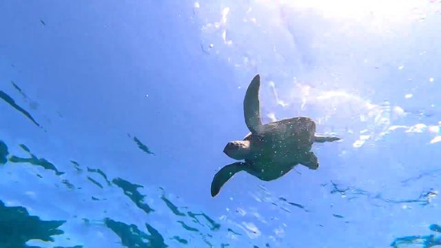 Diving on the Great Barrier Reef смотреть онлайн
