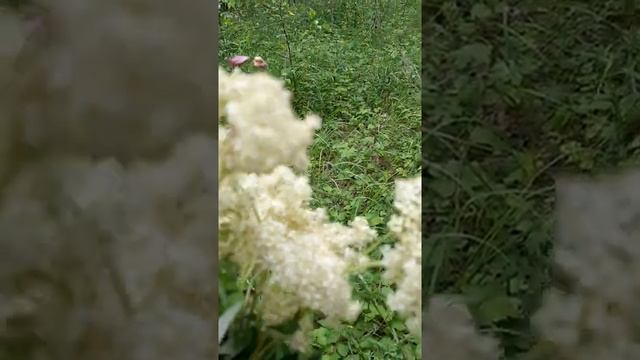 Это в народе называется Саранка лесная,мы выкапывали и ели в детстве ,очень вкусные коренья смотреть онлайн