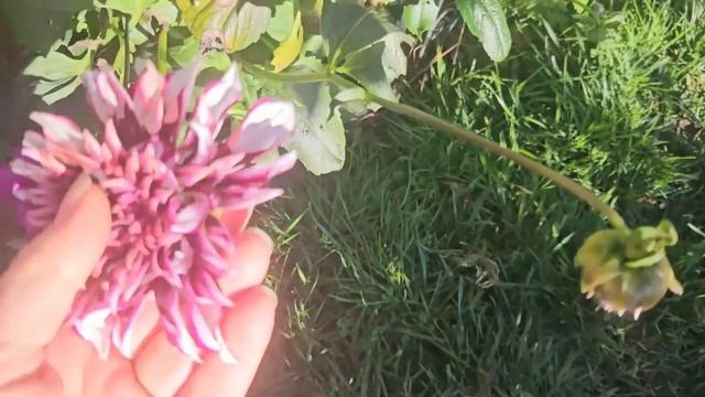 We Got Frost - Last Bouquets - "Birds in Santa Hats" Christmas Card Launch on Etsy смотреть онлайн