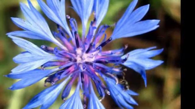 Памяти Наташи смотреть онлайн