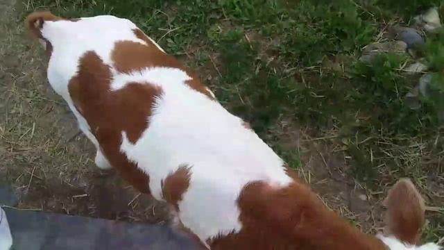 Отёл нашей возрастной высокоудойной коровы.