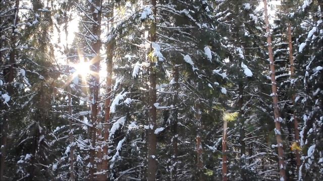 Canon 550d kit - Лес смотреть онлайн