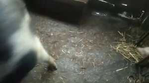 Что делать, если у свиноматки  не хватает молока.