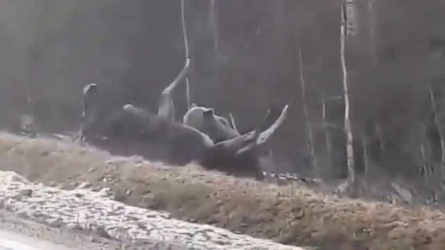 ВСТРЕЧА ЧЕЛОВЕКА И МЕДВЕДЯ ЛИЦОМ К ЛИЦУ смотреть онлайн