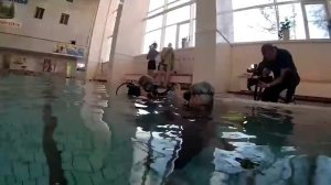 Уроки дайвинга: учимся правильно погружаться под воду