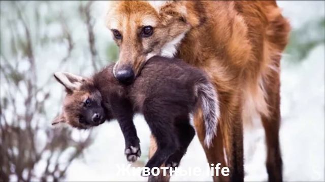ГРИВИСТЫЙ ВОЛК?/Животные life/Собаки/Животные/Интересные факты смотреть онлайн