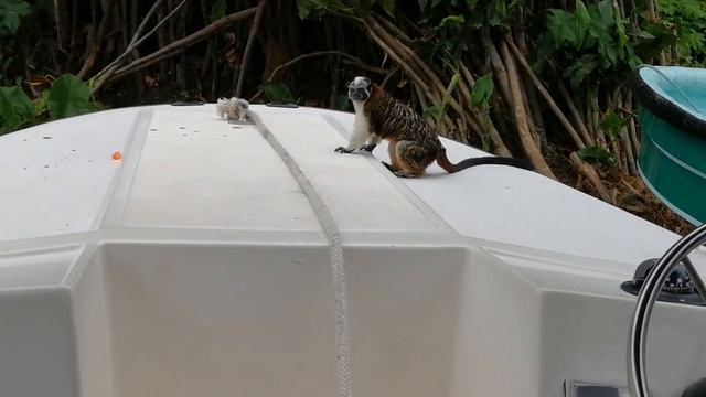 Панамский канал. Наблюдаем за обезьянами капуцинами смотреть онлайн