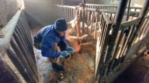 ‼️## Как подкастрировать Хряка без посторонней помощи ## ‼️