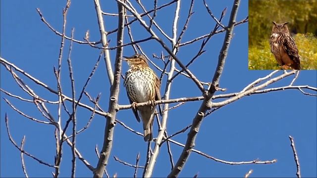 Певчий дрозд - Turdus philomelos смотреть онлайн