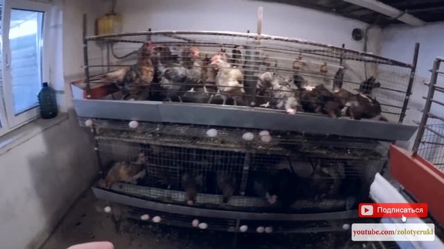 Содержание кур несушек в клетках в домашних условиях как часто обслуживать - zolotyeruki смотреть онлайн